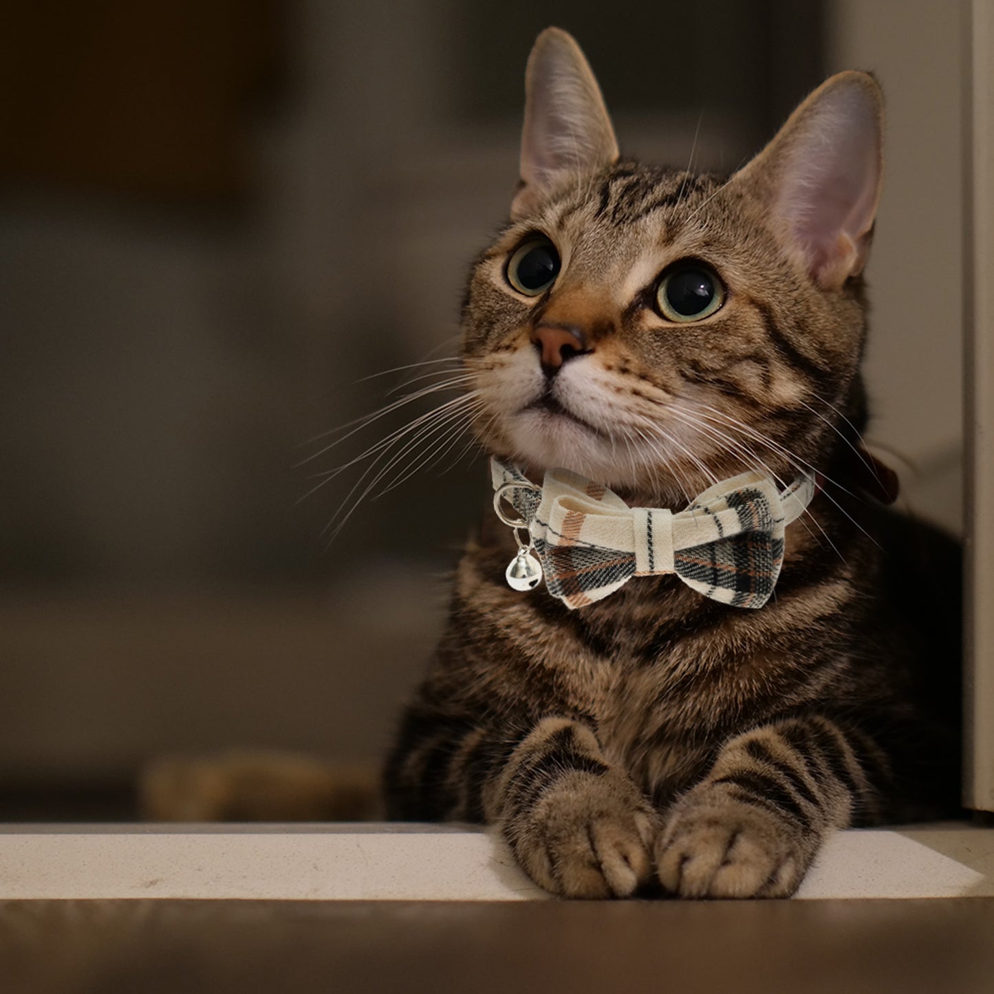2pcs Breakaway Cat Collars
