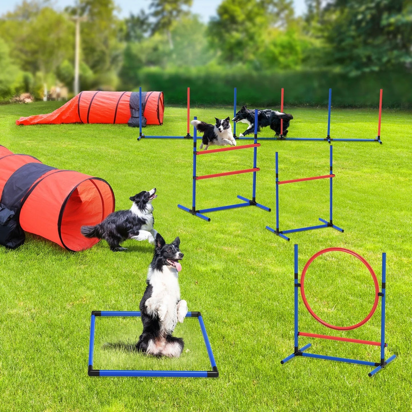 Dog Agility Training Equipment