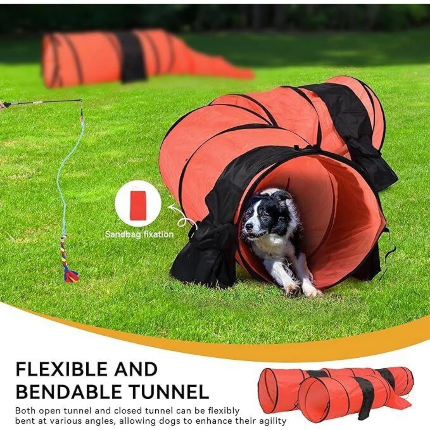 Dog Agility Training Equipment
