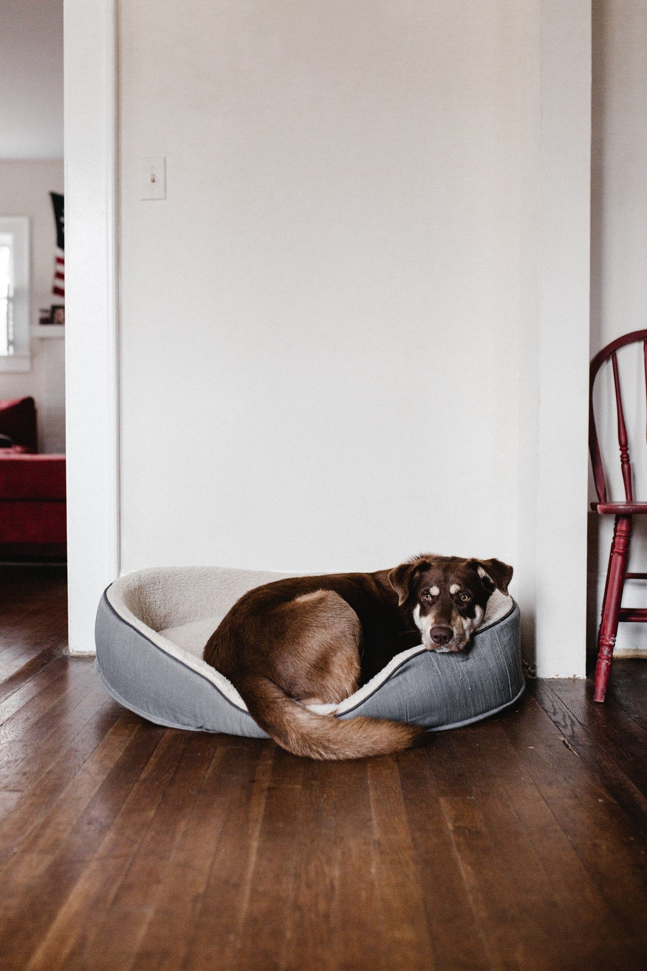 Dog Beds, Crates and Cooling Pads