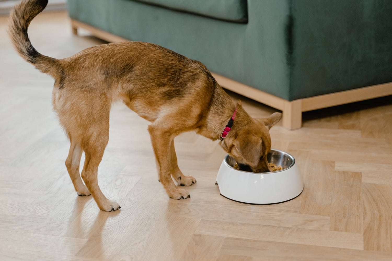 Bowls & Feeders