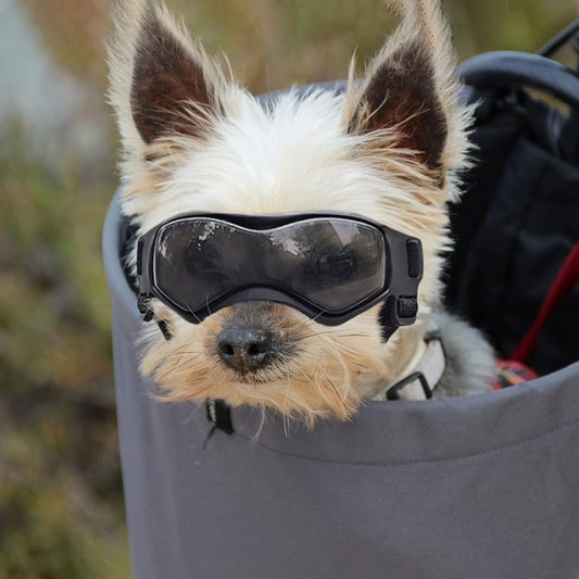 1pc Small Dog Sunglasses